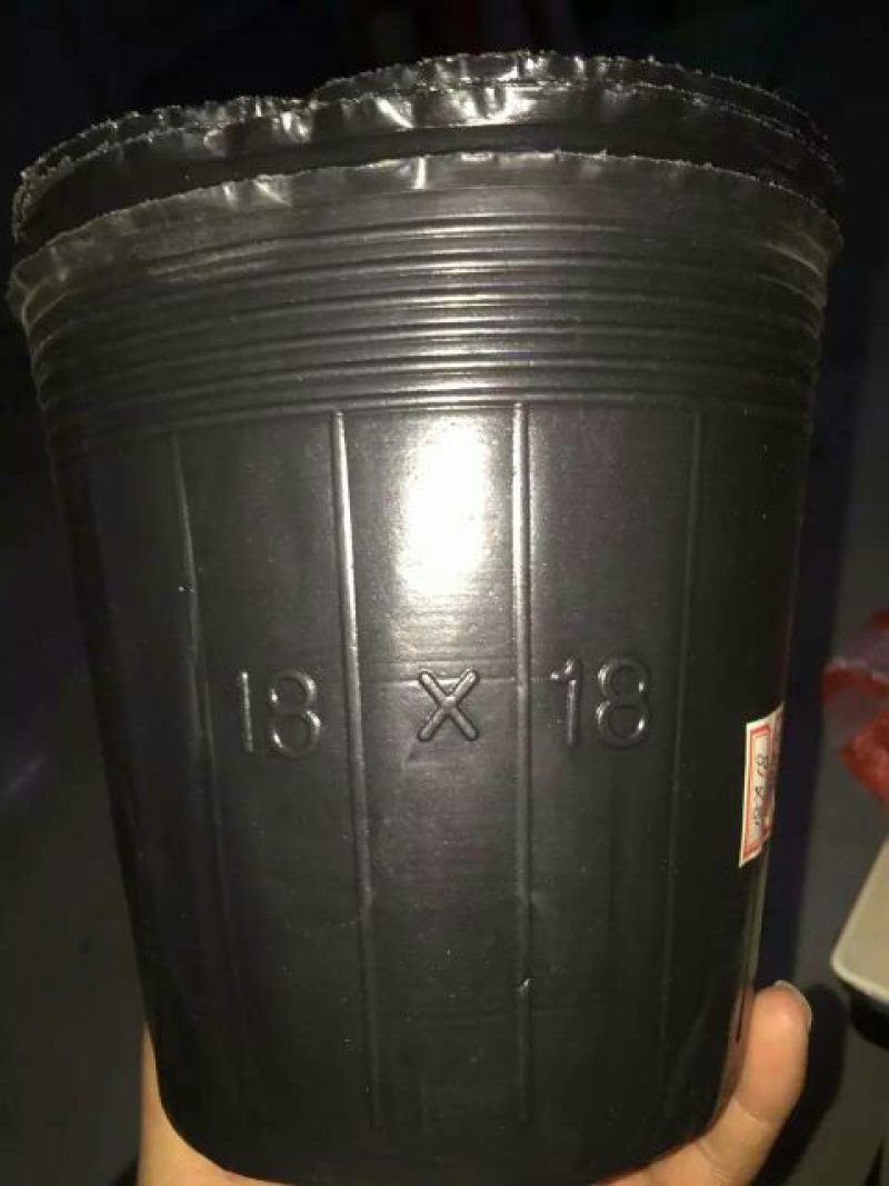 河北直销现货速发育苗用品育苗钵营养碗育苗碗