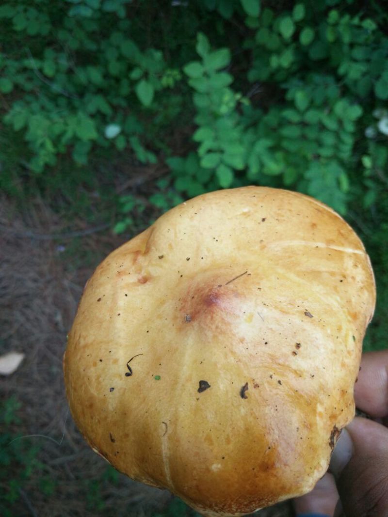 松蘑一级
