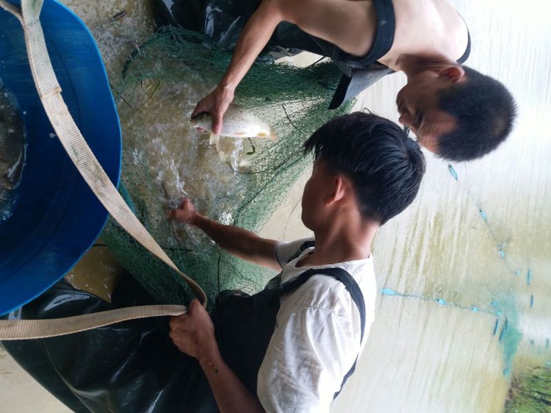 湘鲫桂花鲫白鲫大量出货