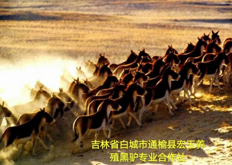 驴肉鲜货