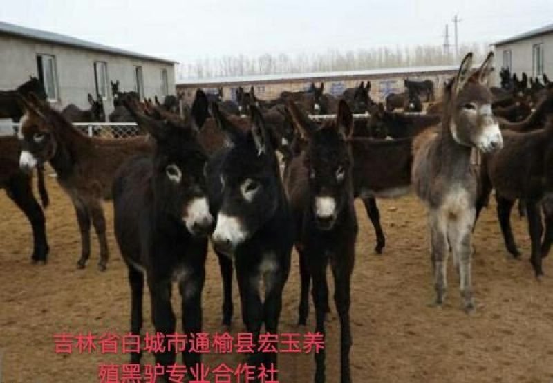 驴肉鲜货