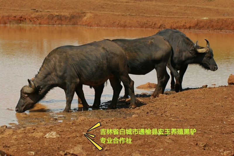 驴肉鲜货