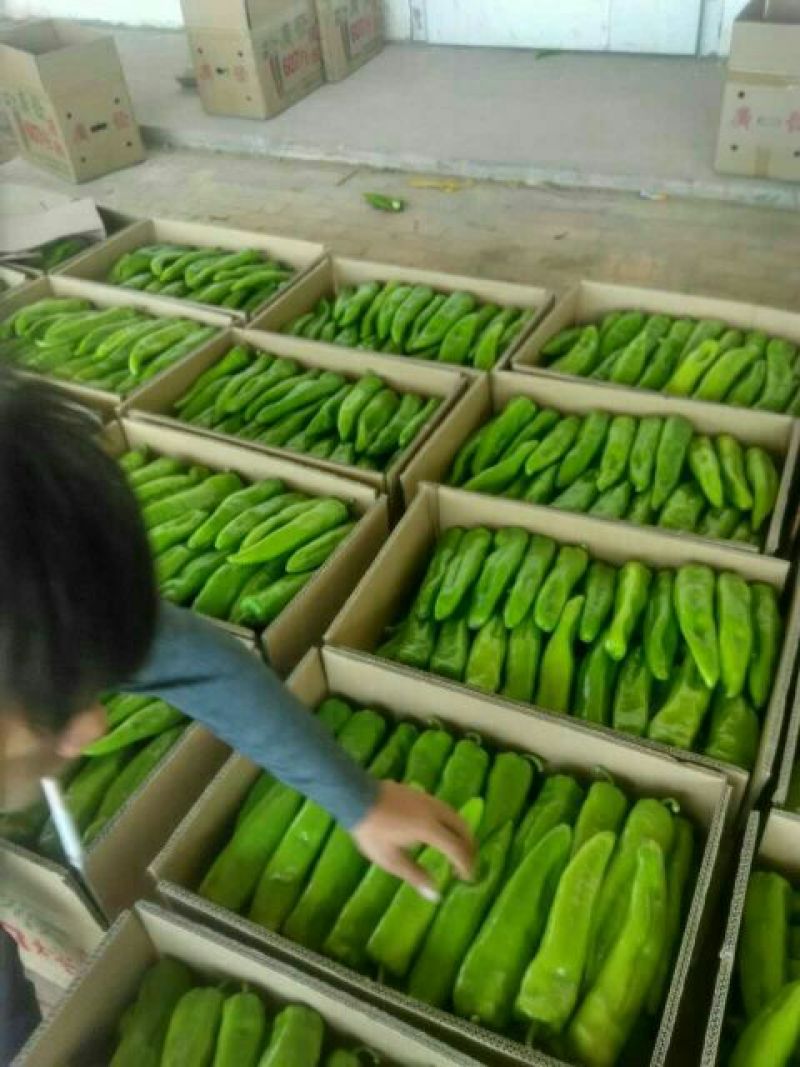 金牛角辣椒15~20厘米青