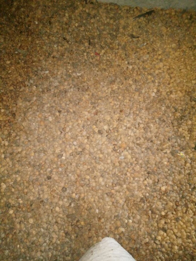 杏胡苦核