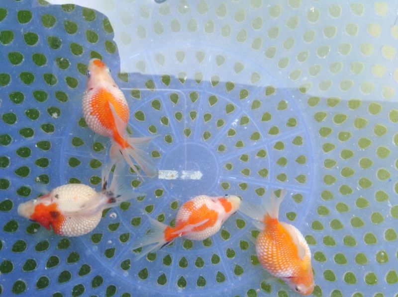 本合作社常年供应金鱼锦鲤各种观赏鱼