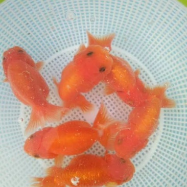 本合作社常年供应金鱼锦鲤各种观赏鱼