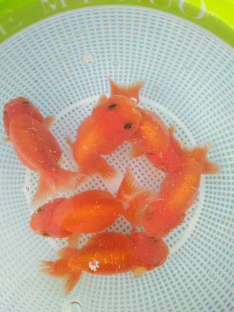 本合作社常年供应金鱼锦鲤各种观赏鱼
