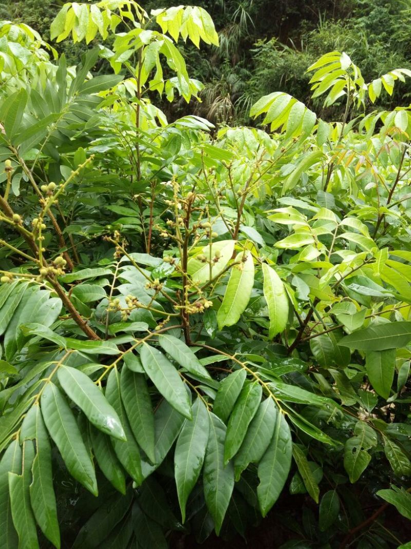 龙眼树苗50~80cm