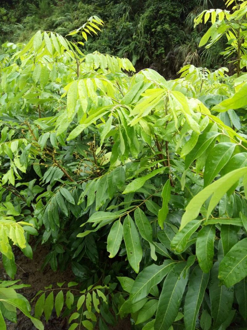 龙眼树苗50~80cm