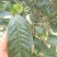 古树普洱茶一级