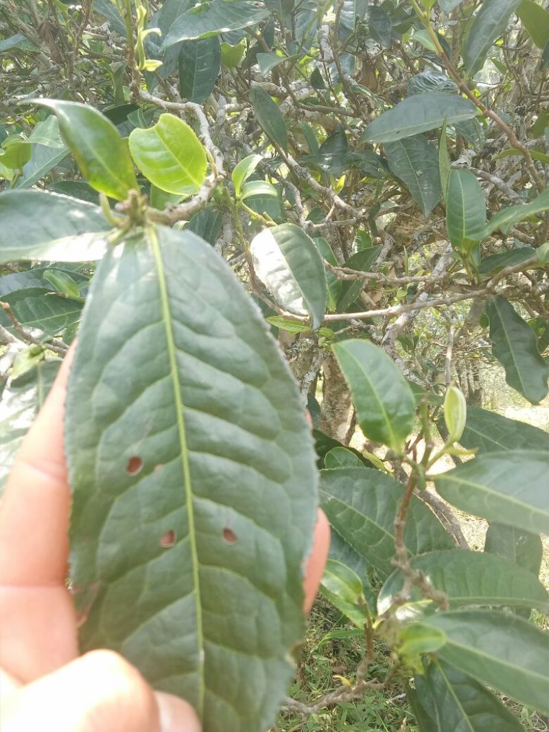 古树普洱茶一级