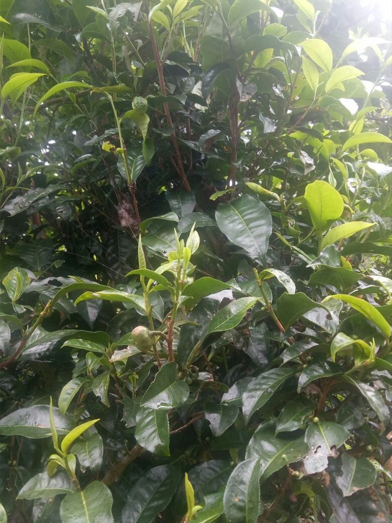 古树普洱茶一级