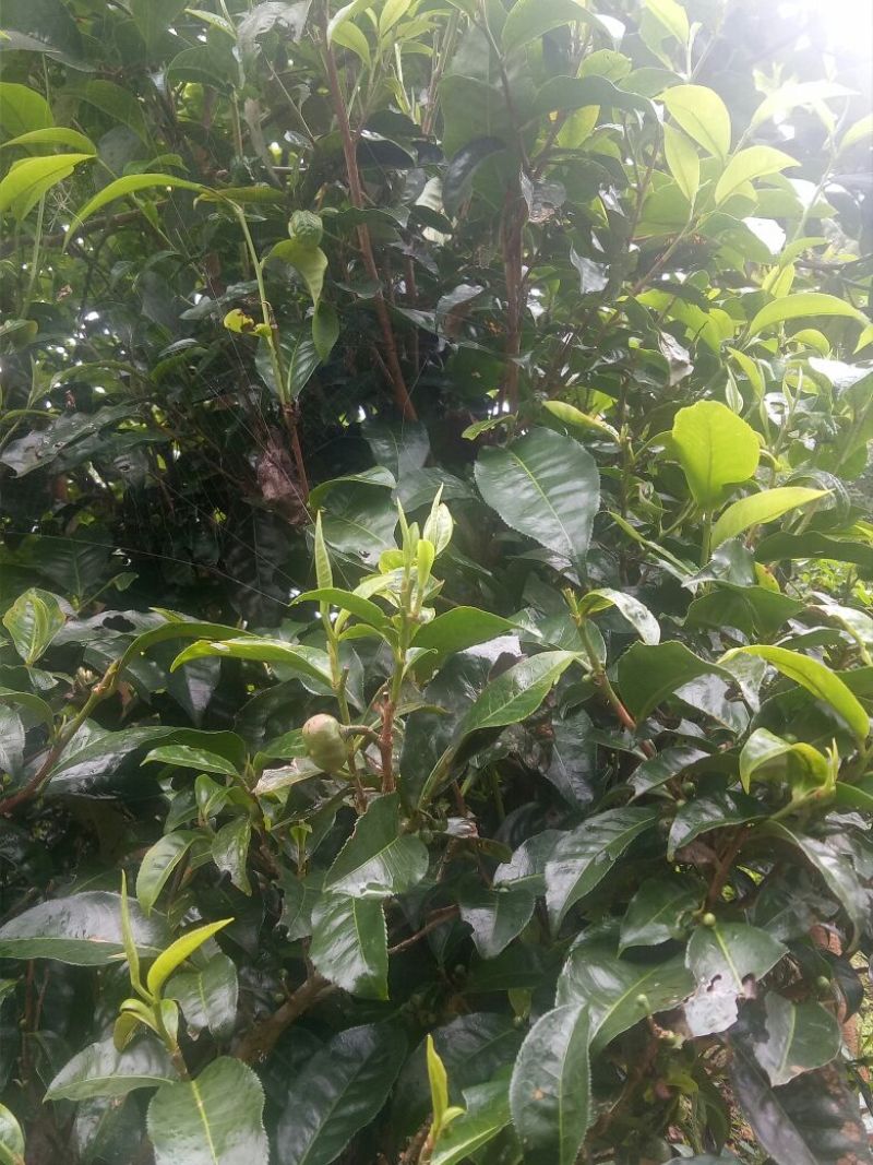 古树普洱茶一级