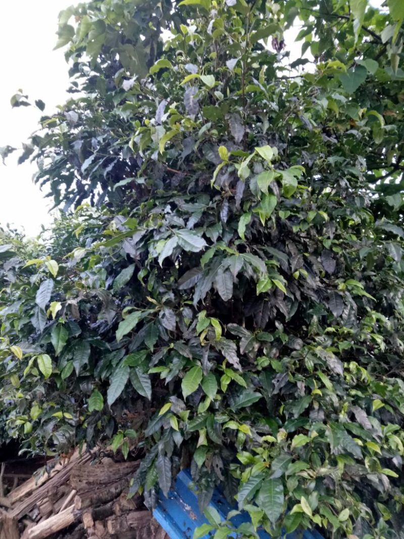 古树普洱茶一级