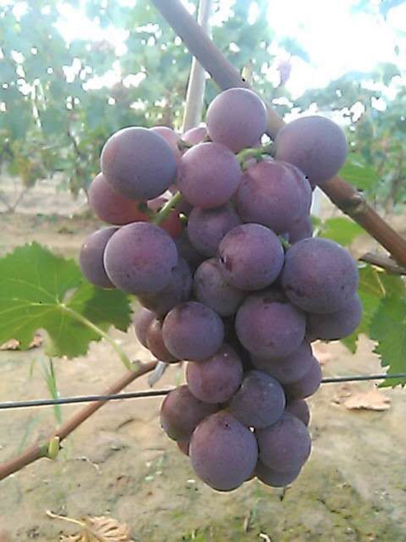 巨峰葡萄1.5~2斤5%以下