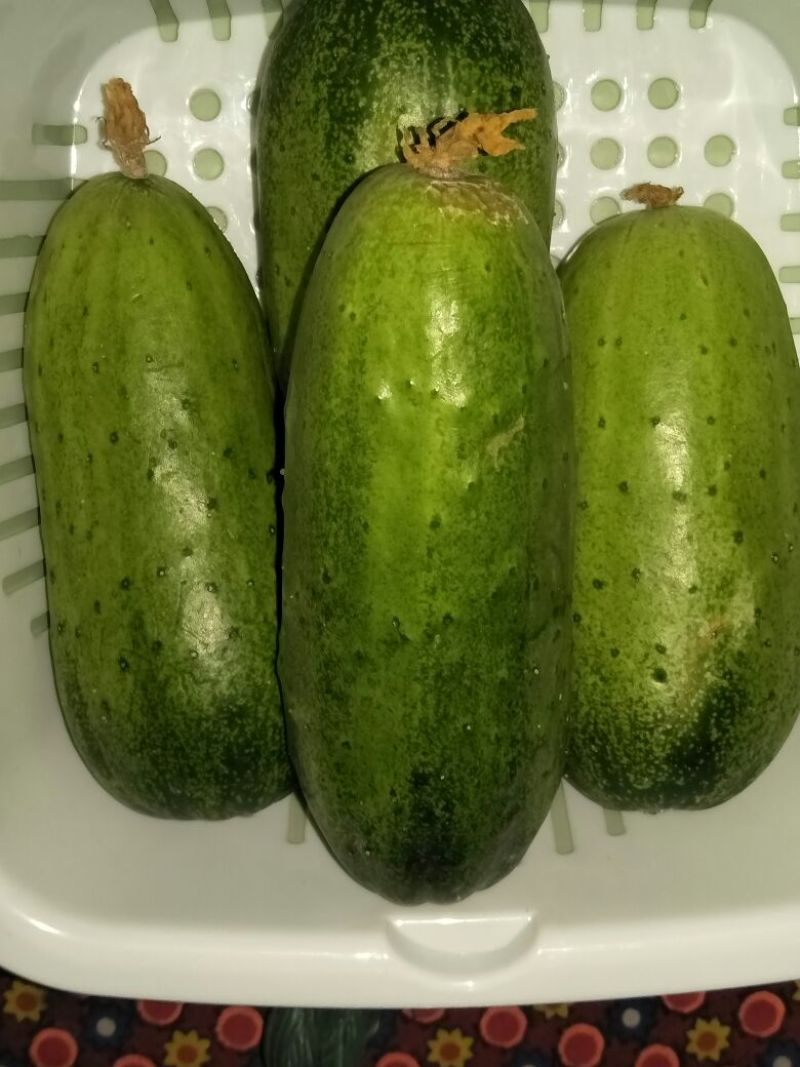 昌黎精品旱黄瓜大量上市顶花带刺18公分以下