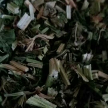 益母草