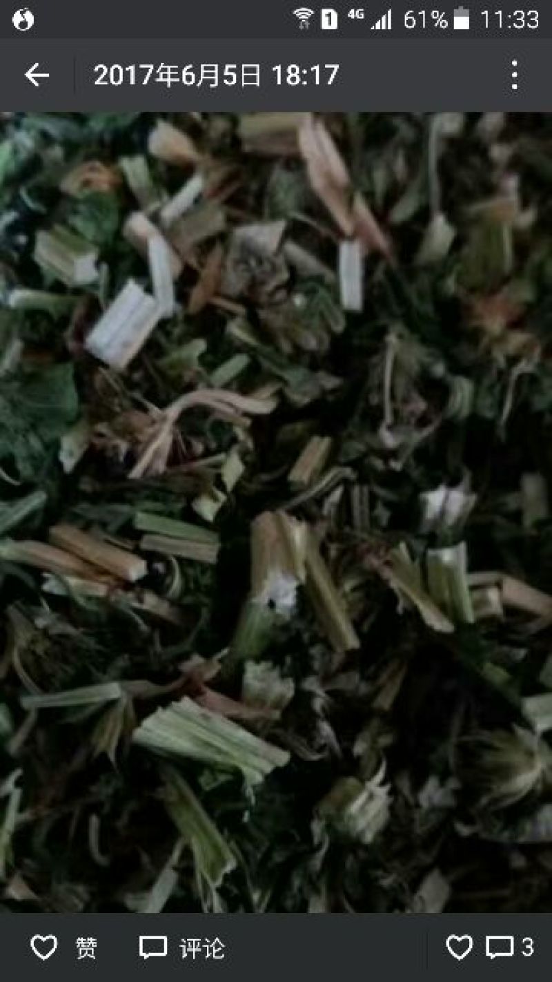 益母草