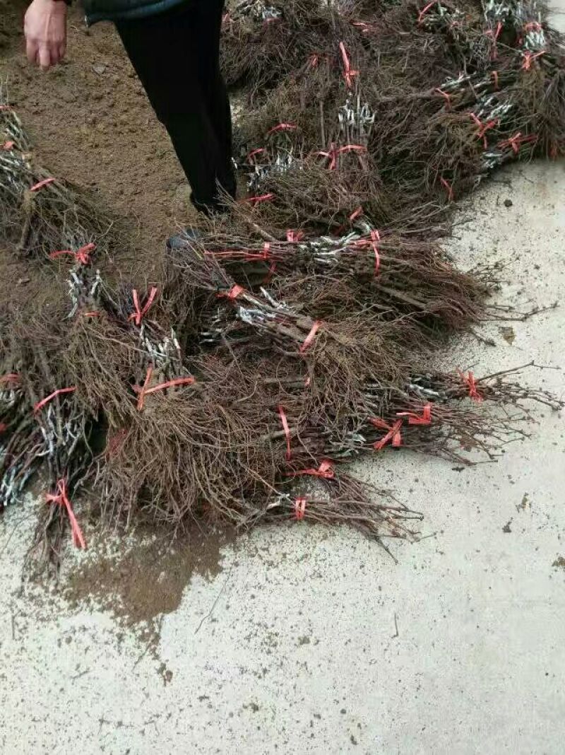 克伦生嫁接葡萄苗基地，品种真
