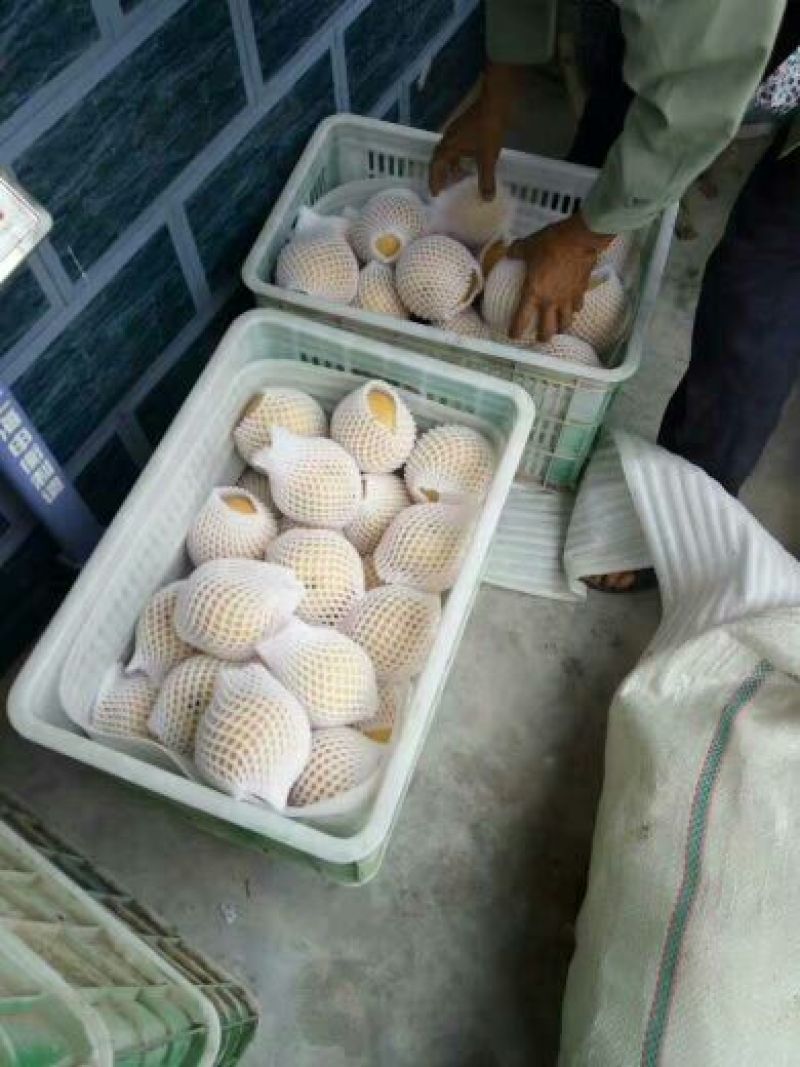 丰水梨500~550g筐装