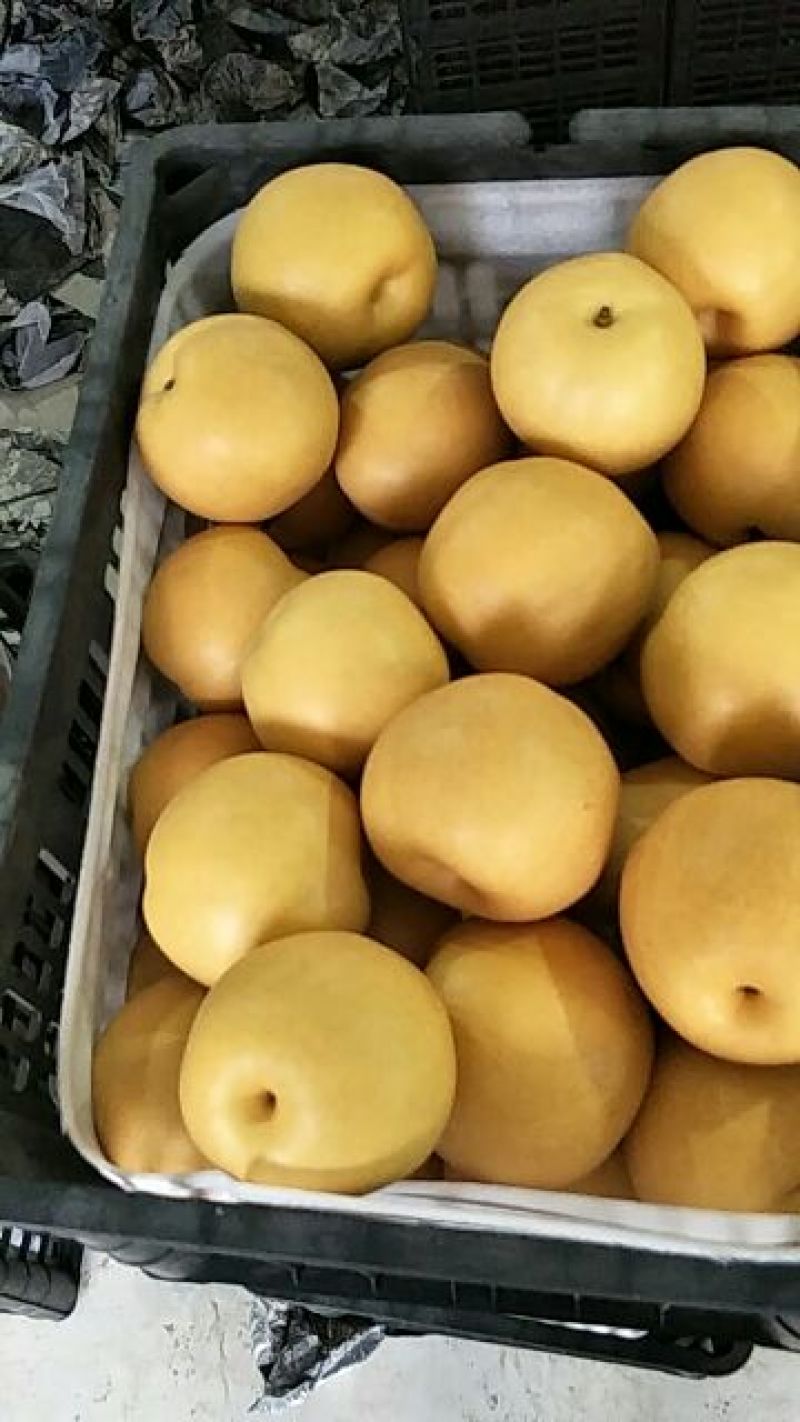 丰水梨500~550g筐装