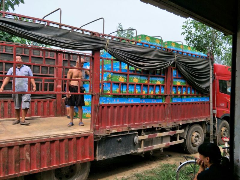 丰水梨500~550g筐装