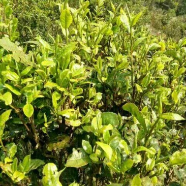 百年大树茶特级