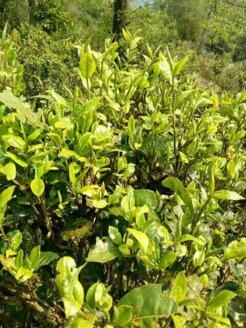 百年大树茶特级