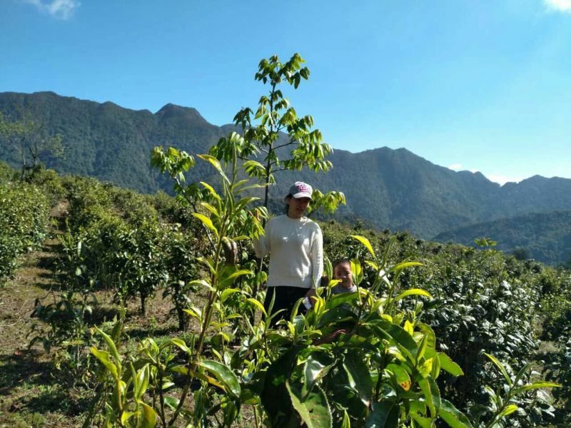 百年大树茶特级