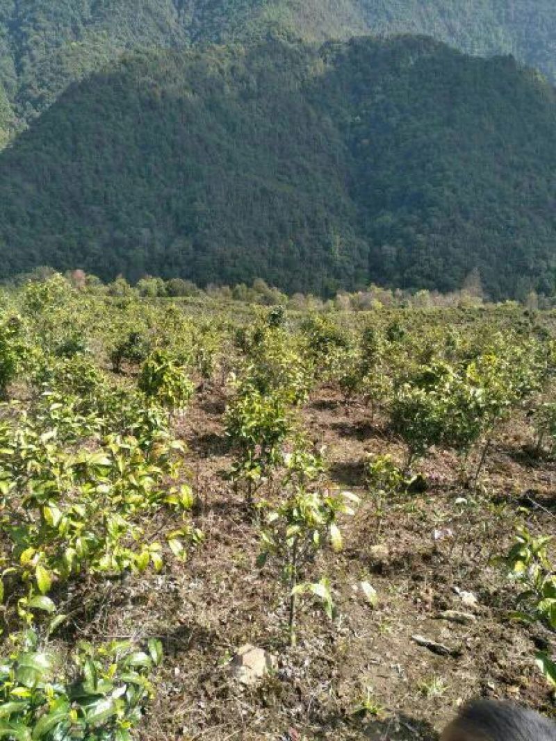 百年大树茶特级
