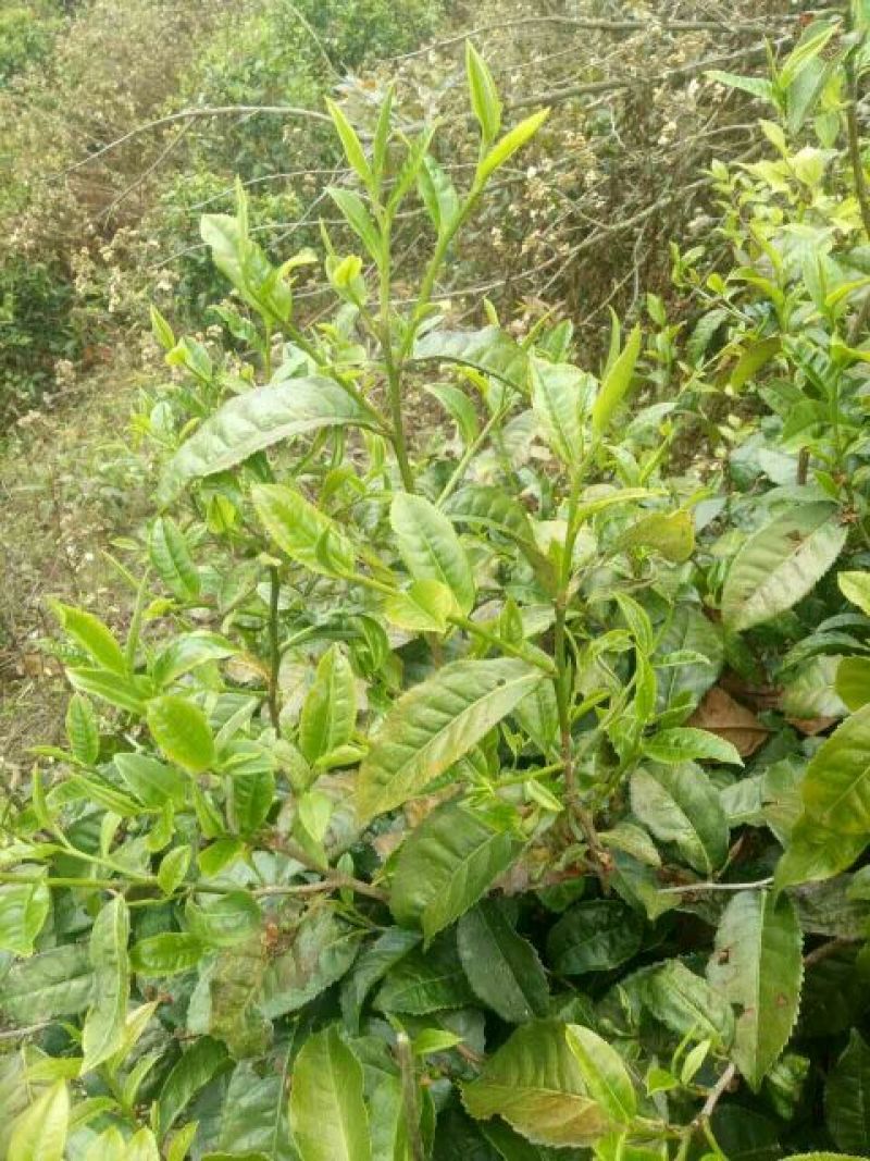 百年大树茶特级