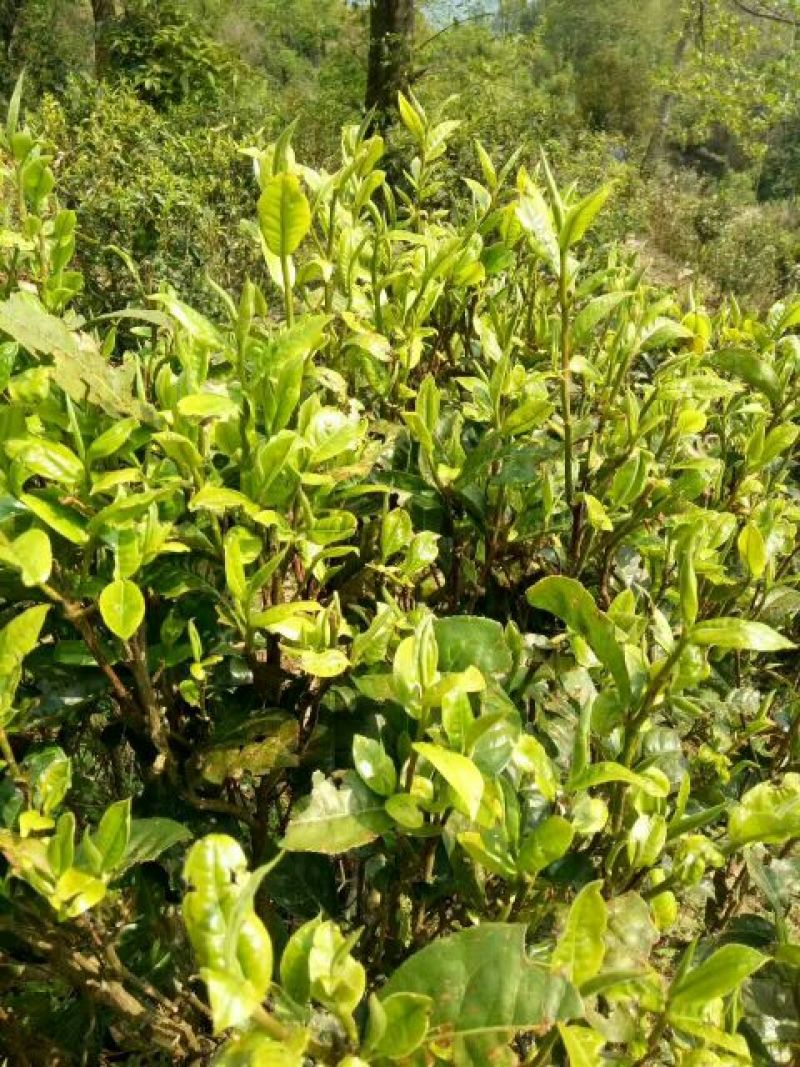 百年大树茶特级