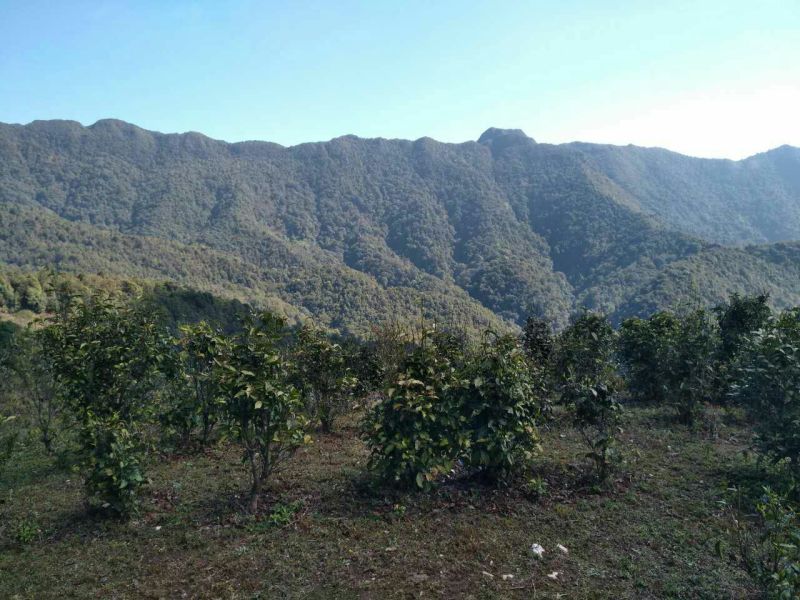 百年大树茶特级