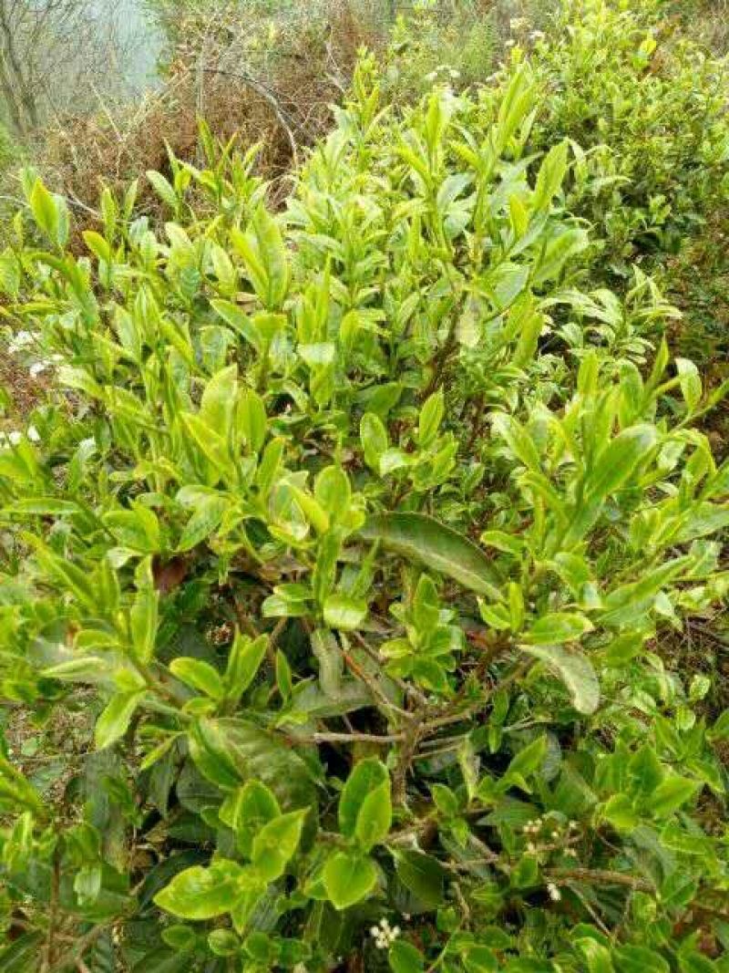 百年大树茶特级