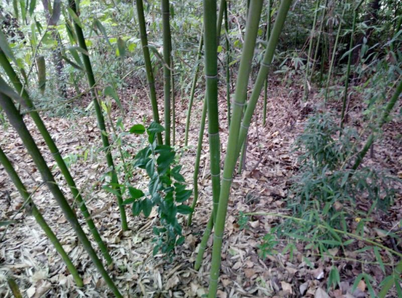 绿竹绿化