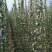 润太1号苹果苗70~80cm