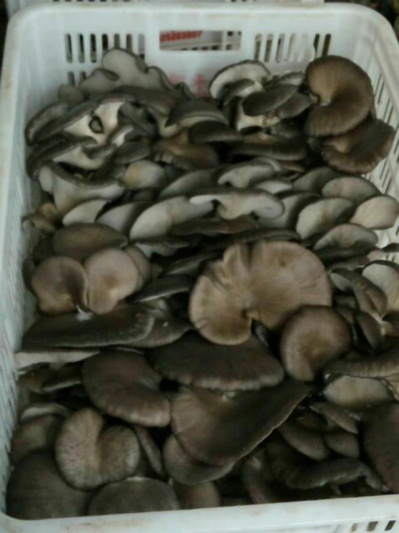 平菇菌棒22*47