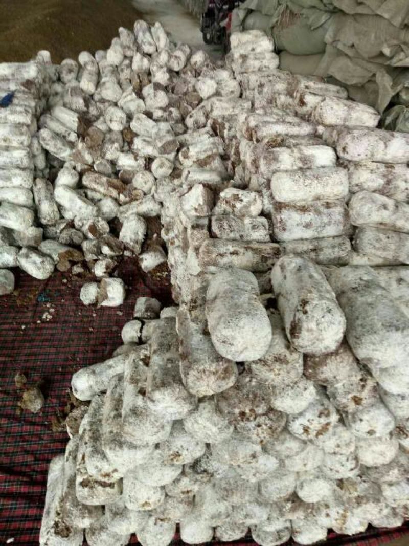 平菇菌棒22*47