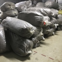 蝉蜕统货沙地蝉蜕知了壳水洗蝉蜕