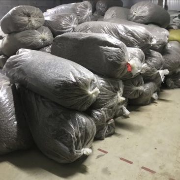 蝉蜕统货沙地蝉蜕知了壳水洗蝉蜕