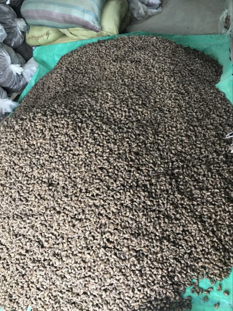蝉蜕统货沙地蝉蜕知了壳水洗蝉蜕