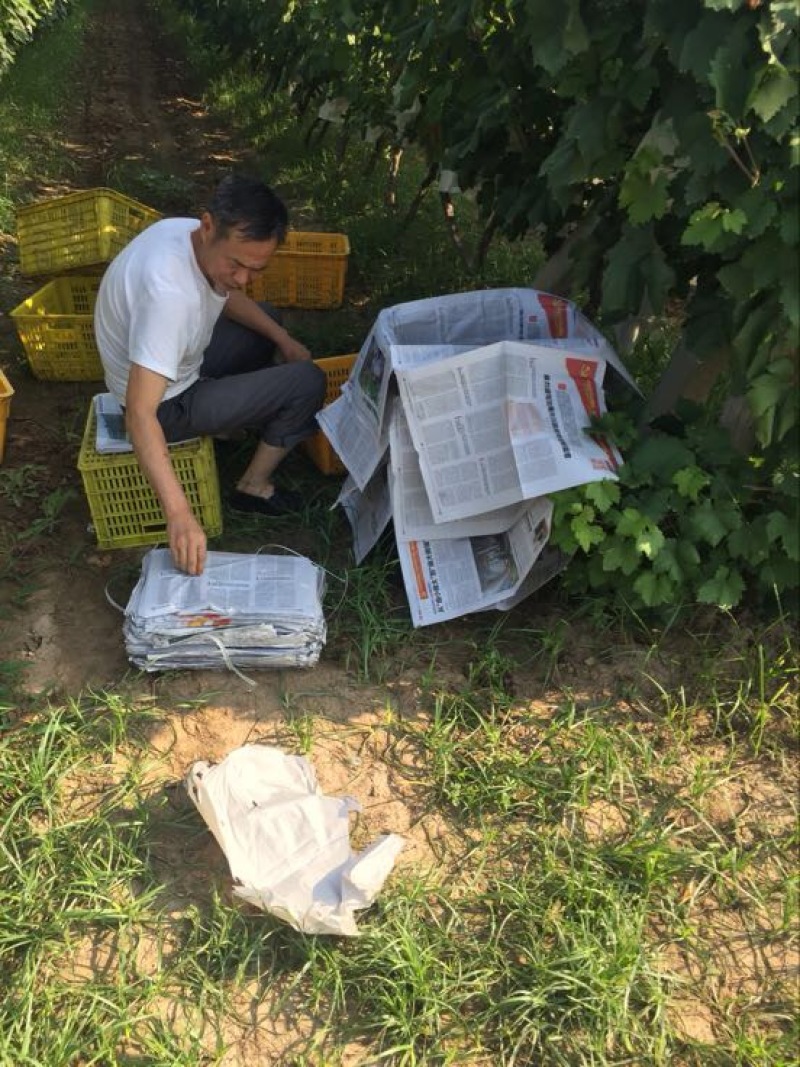 京亚葡萄、质量保证、陕西货源直发全国