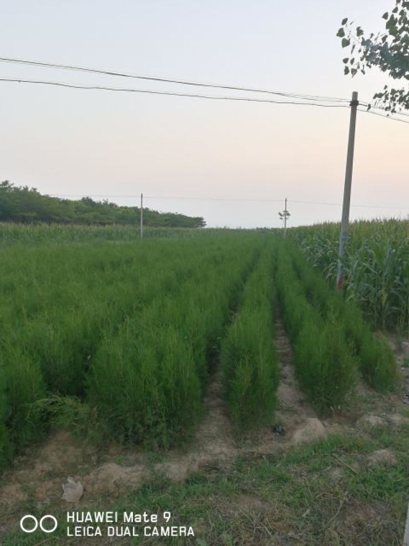 营养杯侧柏，80公分，1米，1.5米