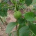 核桃苗一年苗50~100cm