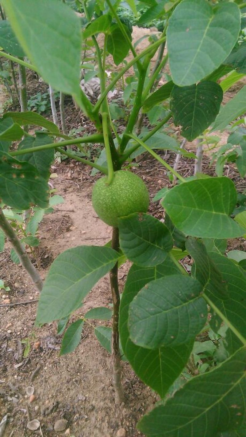 核桃苗一年苗50~100cm