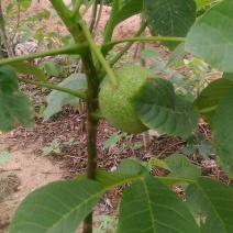 核桃苗一年苗50~100cm