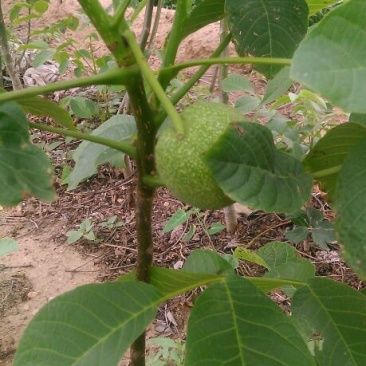 核桃苗一年苗50~100cm