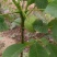 核桃苗一年苗50~100cm