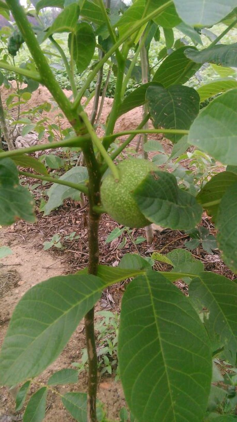 核桃苗一年苗50~100cm