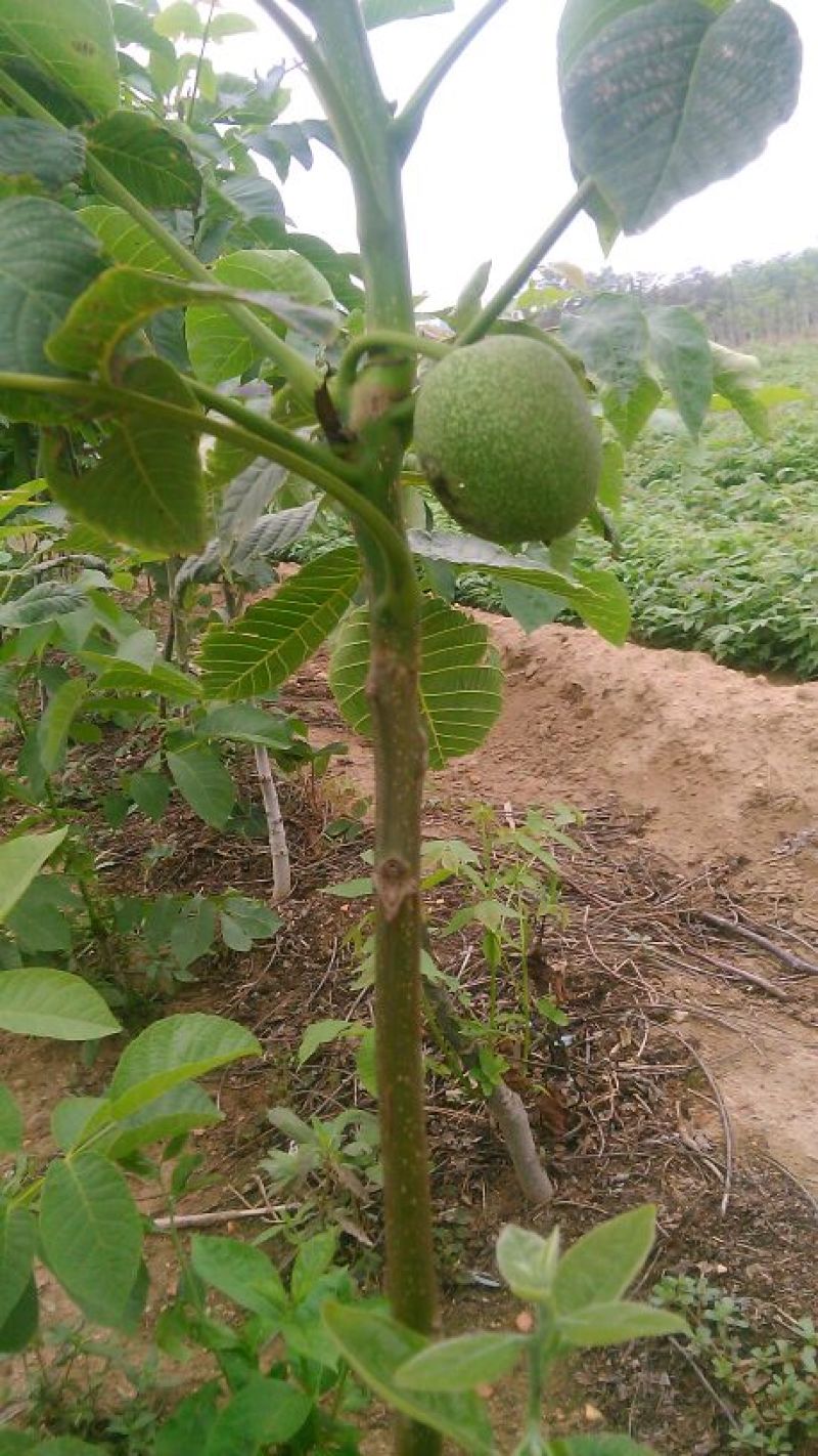 核桃苗一年苗50~100cm